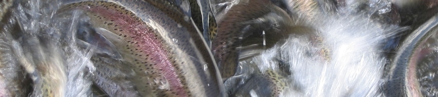 Lachsforelle aus der Fischzucht Beaume